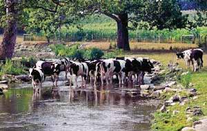 Overgrazing Poorly managed grazing of stream banks exposes banks to soil erosion from