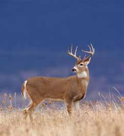 The habitat on the ranch is of such high quality that any wildlife species native to the region of northern Utah may be spotted on that ranch at any given time.