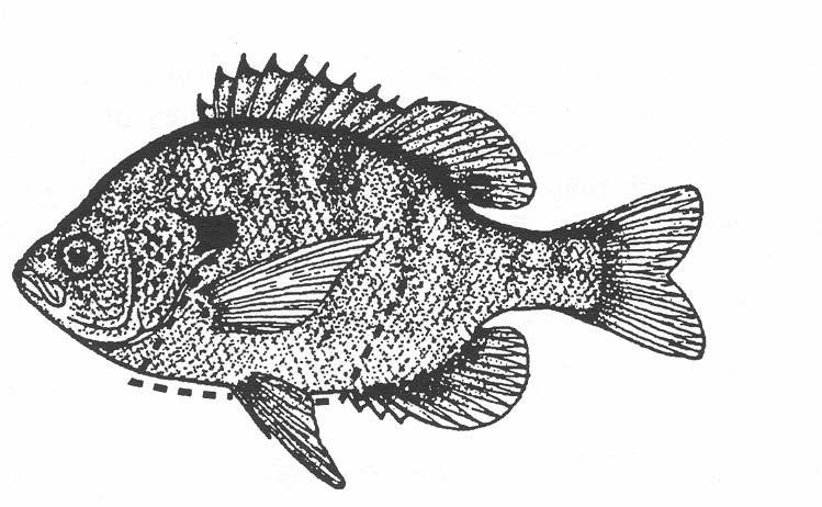Feeding Behavior 27 Figure 3.1. The bluegill sunfish, showing the incision line (modified from Eddy, 1957). 6. As the counts are being made, draw a large table on the blackboard.