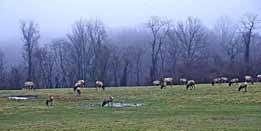 Watch live now on the TWRA Elk Camera at