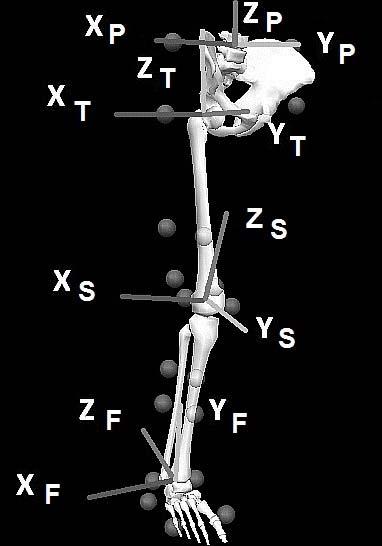 by Sinclair J. et al. 17 position. The first static (test) was conducted prior to the running trials and the anatomical landmarks were removed.