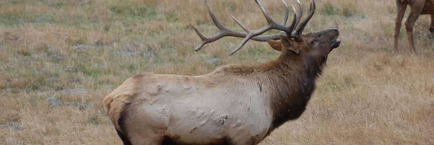 Rocky Mountain Elk are also prevalent on the ranch during the hunting season and throughout the winter.