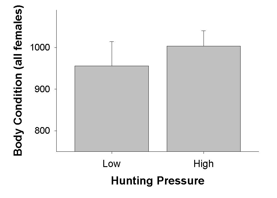 Hunting does not impact female