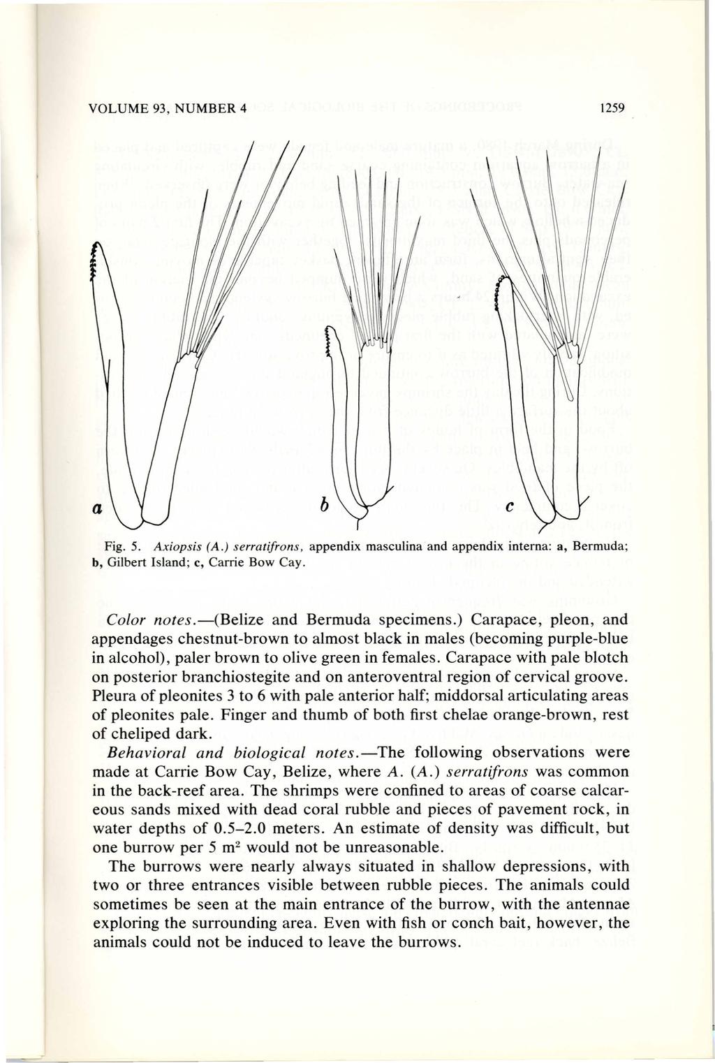 Fig. 5. Axiopsis (A.) serratifrons, appendix masculina and appendix interna: a, Bermuda; b, Gilbert Island; c, Carrie Bow Cay. Color notes.-(belize and Bermuda specimens.