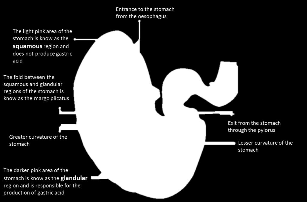 Studies have indicated that gastric ulcers occur in up to: 37% of leisure horses 63% of performance horses 93% of racehorses Foals are particularly