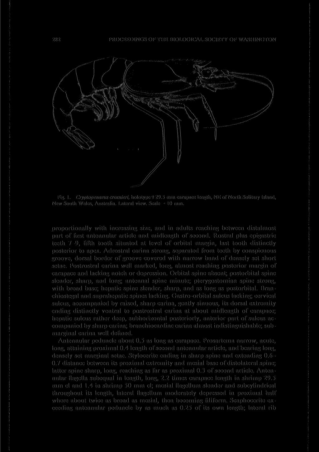 282 PROCEEDINGS OF THE BIOLOGICAL SOCIETY OF WASHINGTON New South Wales, Australia. Lateral view. Scale = 10 mm.