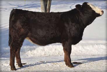 WSF F1 EBONY A02 28 Consigned by Woodford Simmental Born: 04/15/13 ASA# Pending Tattoo: A02
