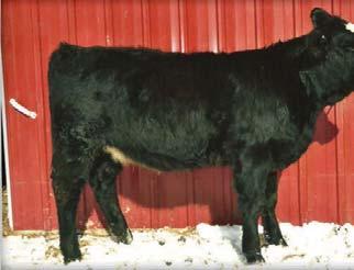 This heifer is soggy and deep with nice rib shape on coorrect stucture she also ranks in the top 25% in maternal traits.