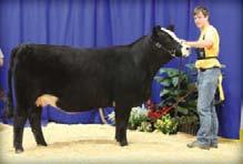 Sire: Mo Better son Cow LLSF Blaze Baby 44 WAS MS KITTY 41 Consigned by Winston