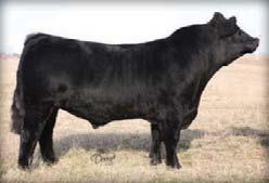 Here is an outcross bull with loads of style, muscle and soundness.