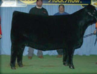 She had a great show career herself collecting numerous banners along the way including Reserve Champion female at the Iowa State Fair Open Angus Show, She has gone on to be even a better cow for us,