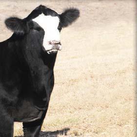 Cattle Services Born: 01/28/12 ASA# 2646300 Tattoo: Z925 Bull MR NLC UPGRADE U8676 HEADS UP 20X ET ASA