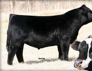 00 valuation daughter FBF1/SF Glorious Lady or the World Beef Expo Supreme Champion son FBF1/SF Ignition, Combustible has done has done a great