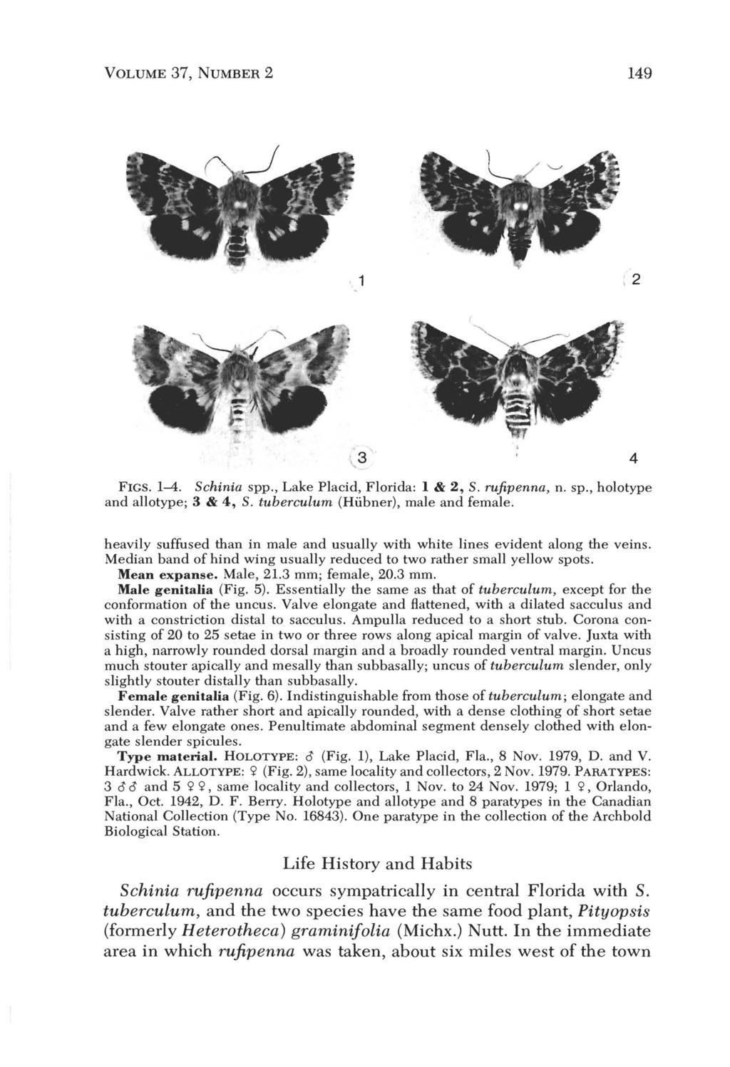 VOLUME 37, NUMBER 2 149, 2 FIGS. 1-4. Schinia spp., Lake Placid, Florida: I & 2, S. rujipenna, n. sp., holotype and allotype; 3 & 4, S. tuberculum (Hubner), male and female.