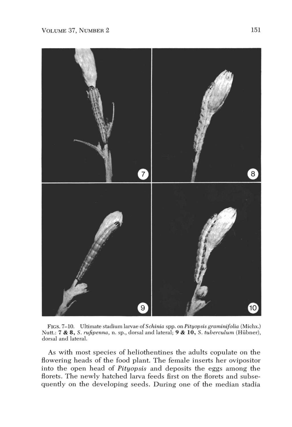 VOLUME 37, NUMBER 2 151 FIGS. 7-10. Ultimate stadium larvae ofschinia spp. on Pityopsis graminifolia (Michx.) Nutt.: 7 & 8, S. rujipenna, n. sp., dorsal and lateral; 9 & 10, S.