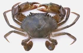 Mud crabs FAO data sheets for 4 Scylla spp.