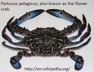 Portunidae marine swimming crabs Most cultured crab