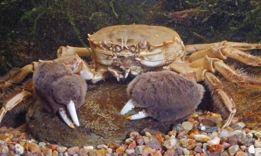 A burrowing crab: the Chinese mitten crab, or hairy crab, Eriochier