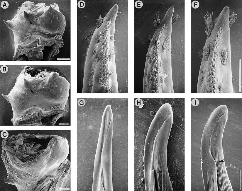 POLY AND WETZEL: TAXONOMY OF ORCONECTES 385 Fig. 5. Carpal spines of (A) Orconectes luteus, (B) O. placidus, and (C) O. n. sp. (ventral view of carpus; arrows indicate distomedian carpal spine, if present).