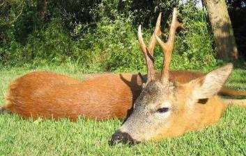 Prices 2018 Roebuck Trophy Fee Up to 370 g GBP 1.