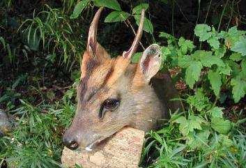 50/g 601 g + GBP 4 /g Additional Antler Points over 6 GBP 100 /point Muntjac