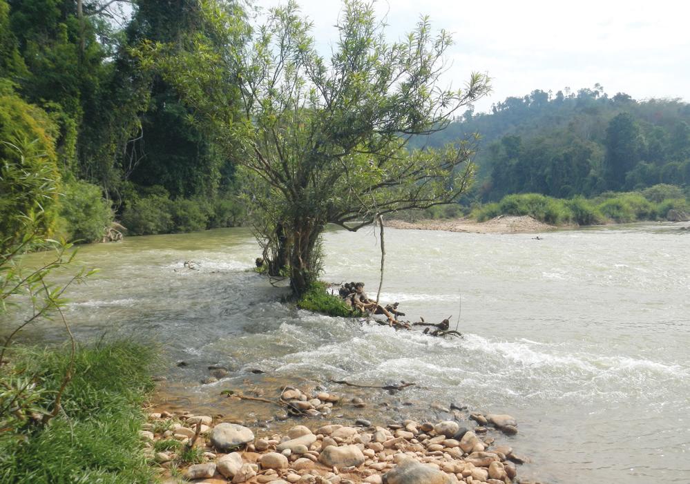 RAFFLES BULLETIN OF ZOOLOGY 2017 Fig. 21. Nam Ngiep, downstream of Ban Pou, Xiangkhouang Province, Laos; habitat of Schistura crassa; 29 January 2014. Fig. 20. Schistura crassa, CMK 24329, 42.