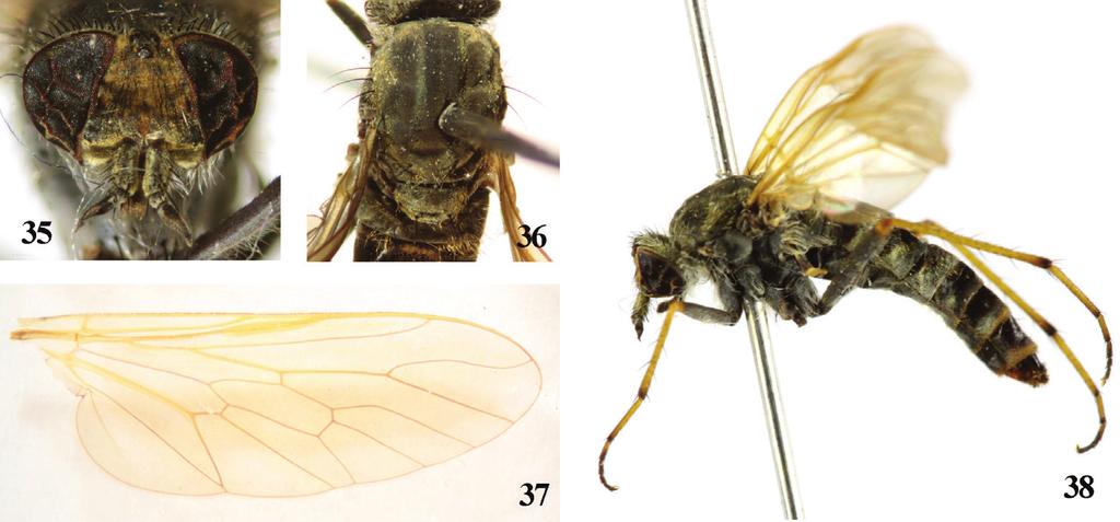Revision of the Chinese species of Dialineura Rondani, 1856 (Diptera, Therevidae, Therevinae) 11 Figures 35 38. Dialineura henanensis Yang. Female.