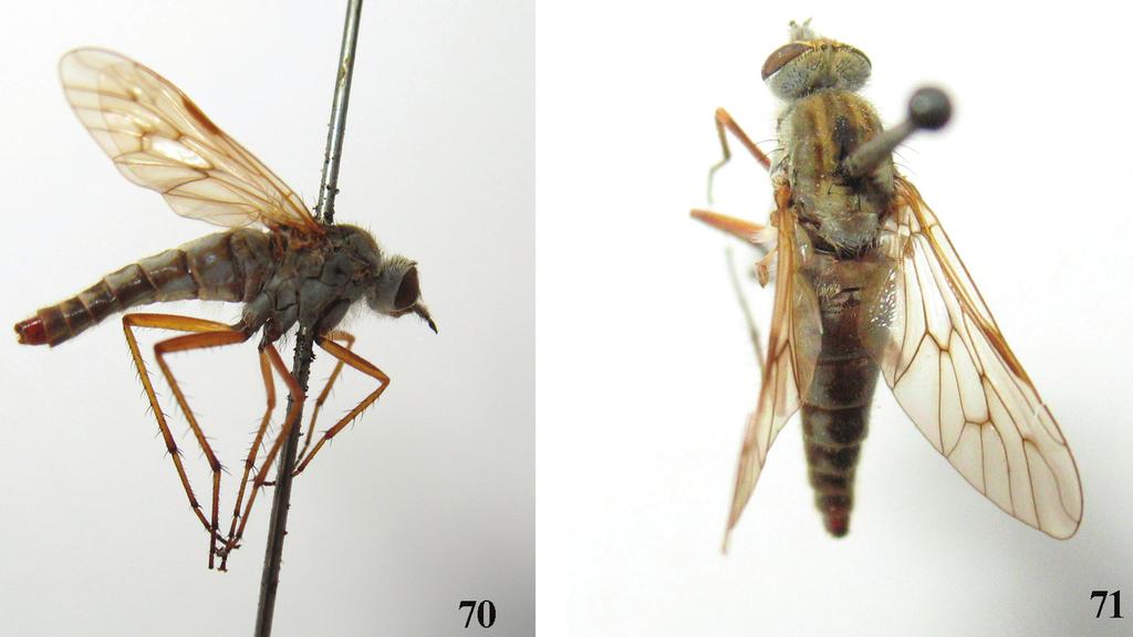 Revision of the Chinese species of Dialineura Rondani, 1856 (Diptera, Therevidae, Therevinae) 19 Dialineura kikowensis Ôuchi, 1943 http://species-id.