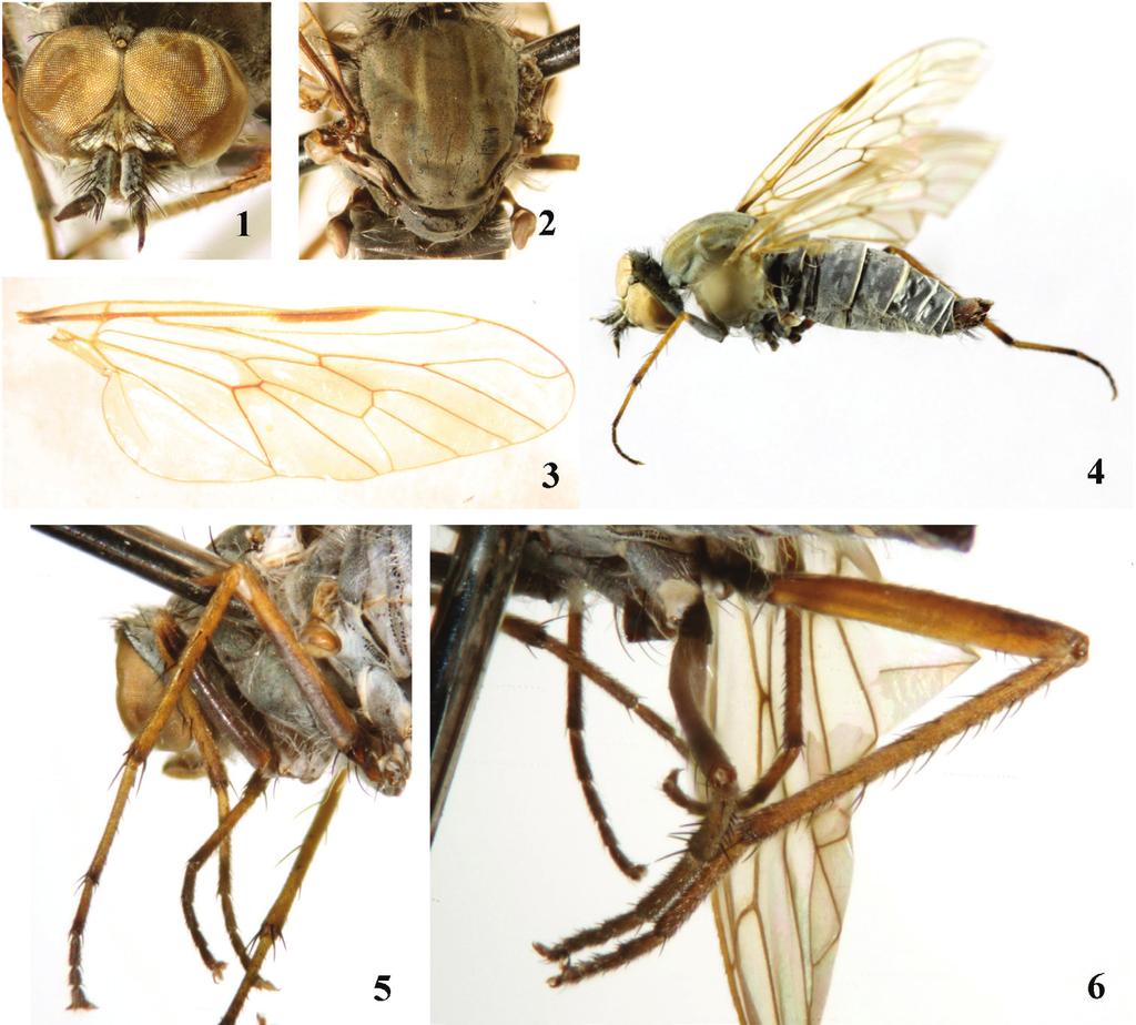 Revision of the Chinese species of Dialineura Rondani, 1856 (Diptera, Therevidae, Therevinae) 5 Figures 1 6. Dialineura elongata sp. n. Male.