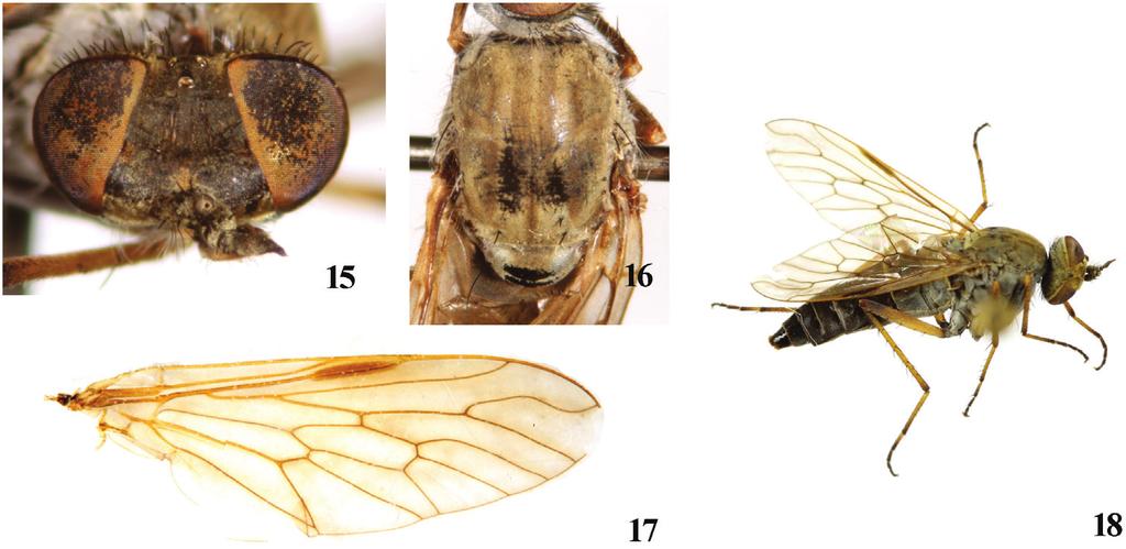 Revision of the Chinese species of Dialineura Rondani, 1856 (Diptera, Therevidae, Therevinae) 7 Figures 15 18. Dialineura elongata sp. n. Female.