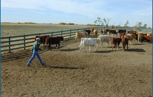 In a curved or straight chute cattle will move forward when you walk past them in the opposite direction