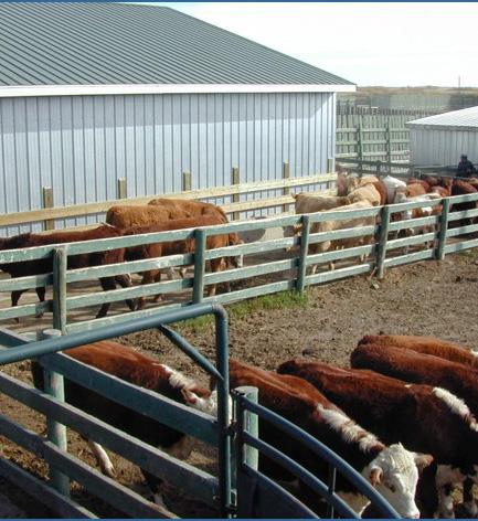 Make ramp slopes gradual. Keep chutes narrow enough so cattle can t turn around.