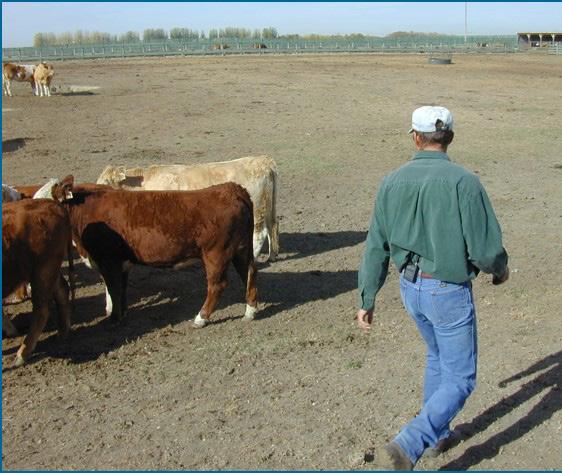 Moving Cattle Cattle are herd animals, and will follow the lead animal. Keep the lead animals moving in the direction you want to go.