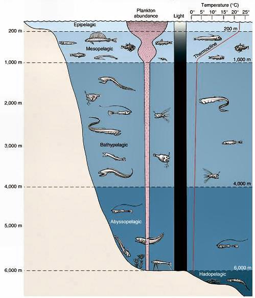 sinks into the deep waters Only 20% of the food reaches the mesopelagic Only 5% of the food sinks to the bottom Dim light up to 1000m,