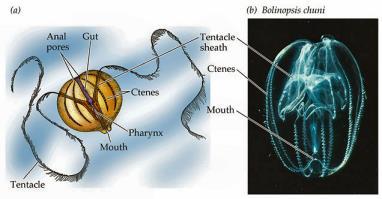 Mesopelagic Organisms Zooplankton