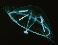 Comb jellies & Jellyfish crustaceans