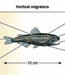 Midwater fish Size is generally small: