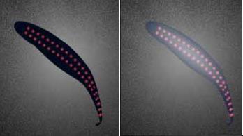in the deep ocean Reduction of the silhouette Bioluminescence Photophores Are