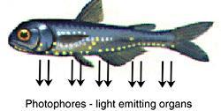 background Lure for mating / hunting / escaping Angler fish have symbiotic bacteria and use