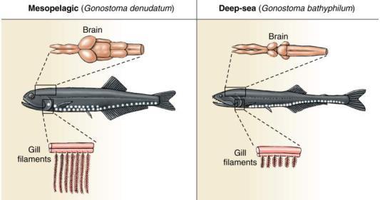 the deep ocean Reproductive adaptations in the Deep-Sea Hermaphroditism The ability to breed is guaranteed is both