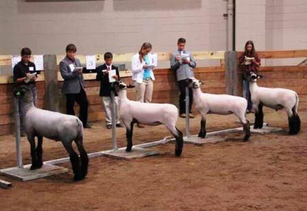 edu/topic/info/4_h) will provide participants with opportunities to (1) demonstrate their knowledge and skill in showmanship and (2) take part in classes such as dairy, fiber, Boer, pygmy