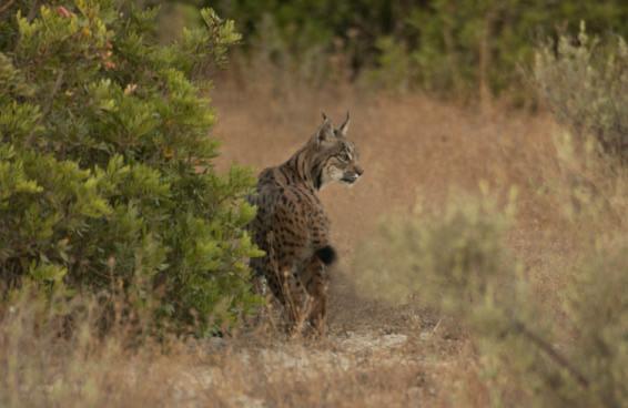 BRIEFING on IBERIAN LYNX (Lynx pardinus) MANAGEMENT