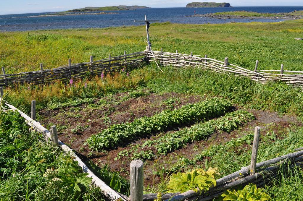 Subsistence Economy Newfoundlanders lived mainly in a subsistence