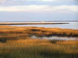 Saltmarshes: q Saltmarshes are areas of flat, silty sediments that accumulate around estuaries or lagoons.