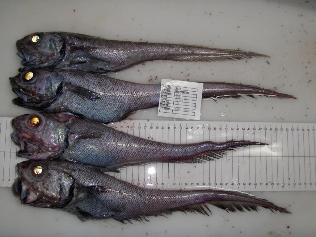 ) 1 icefish (Chionobathyscus dewitti ) 1 deep sea cod (Antimora rostrata) Several rock cods