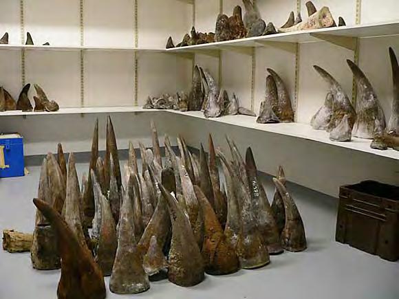 Elizabeth John/ TRAFFIC Rhino horn: Rapid increase in demand in Viet