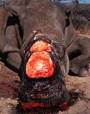 Surge in smuggling Rhinos in South Africa 13 rhinos to poaching in 2007 The worst ever 668 rhinos in 2012 Already 553 rhinos in August 2013 Rhinoceroses In 1977 Ban on international trade (Appendix