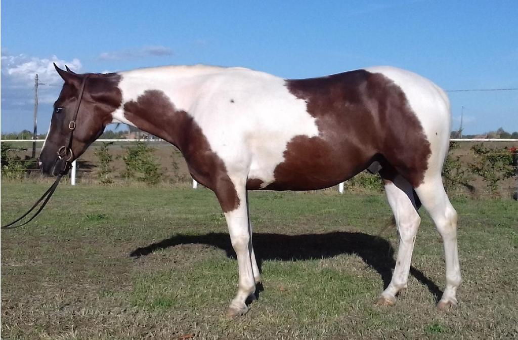 MC DELTAS AND CASH APHA BROWN/TOBIANO 2015 STALLION info: +39 338 233601 DELTAS PEPPY PLAYBOY\ FULLA CHEX FLYING PEPPY DELTA POUPONS PLAYGIRL NU CHEX TO CASH FULL SIS DELTA FLYER PEPPILINA DELTA DOCS