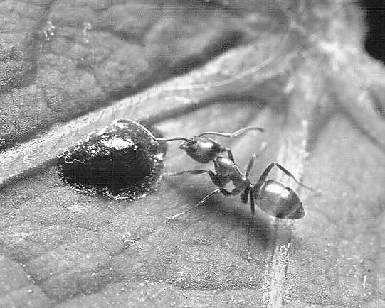 In its native South America, the Argentine ant (Linepithema humile) lives in colonies and ants from genetically different colonies attack each other, because they sense different