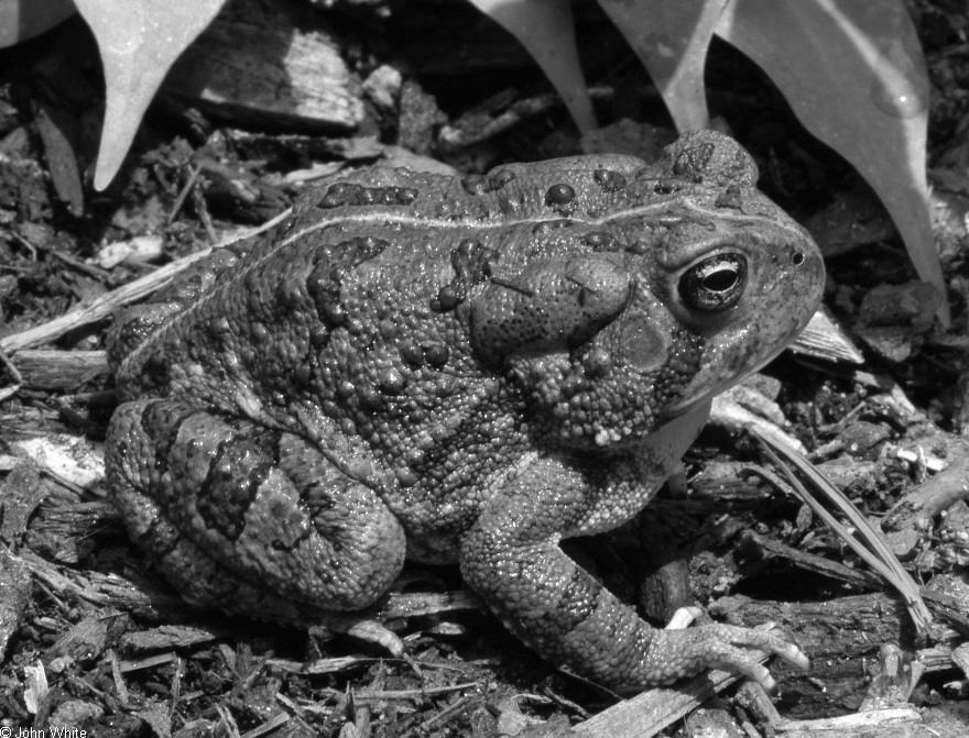 by the niche it inhabits Behavioral species concept defines a species by its SMRS specific mate recognition strategy Case Study: Eastern Toads Albert Blair (1941) studied the ability of different